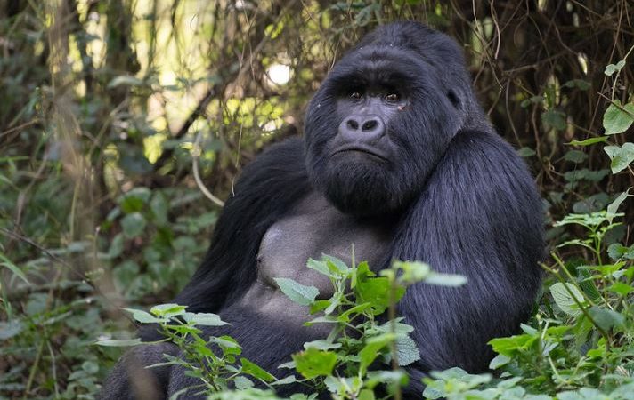 Park entrance fees to Mgahinga gorilla national park for 2022-2023
