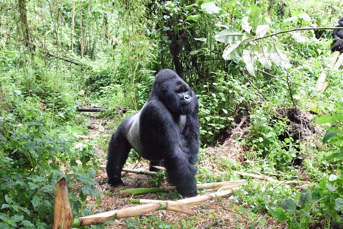 Gorilla trekking in Kahuzi Biega national park