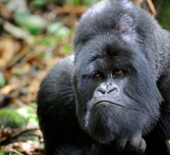 What makes Mountain Gorillas Unique?