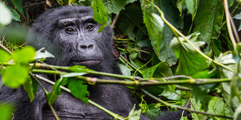 Booking a gorilla safari to Bwindi impenetrable national park