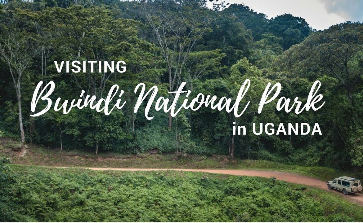Booking a gorilla safari to Bwindi impenetrable national park