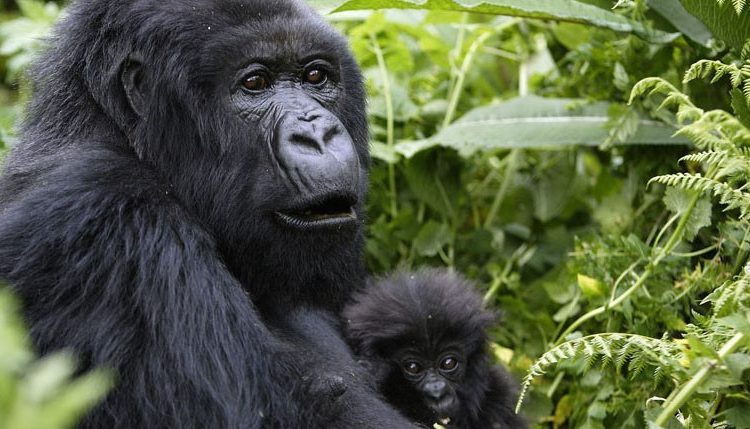 How Difficult Is the Gorilla Trekking Uganda Safaris?