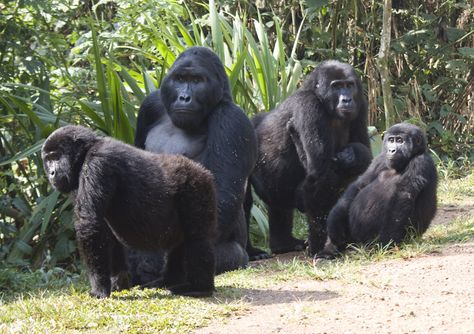 Rushegura Gorilla Family In Bwindi Impenetrable National Park