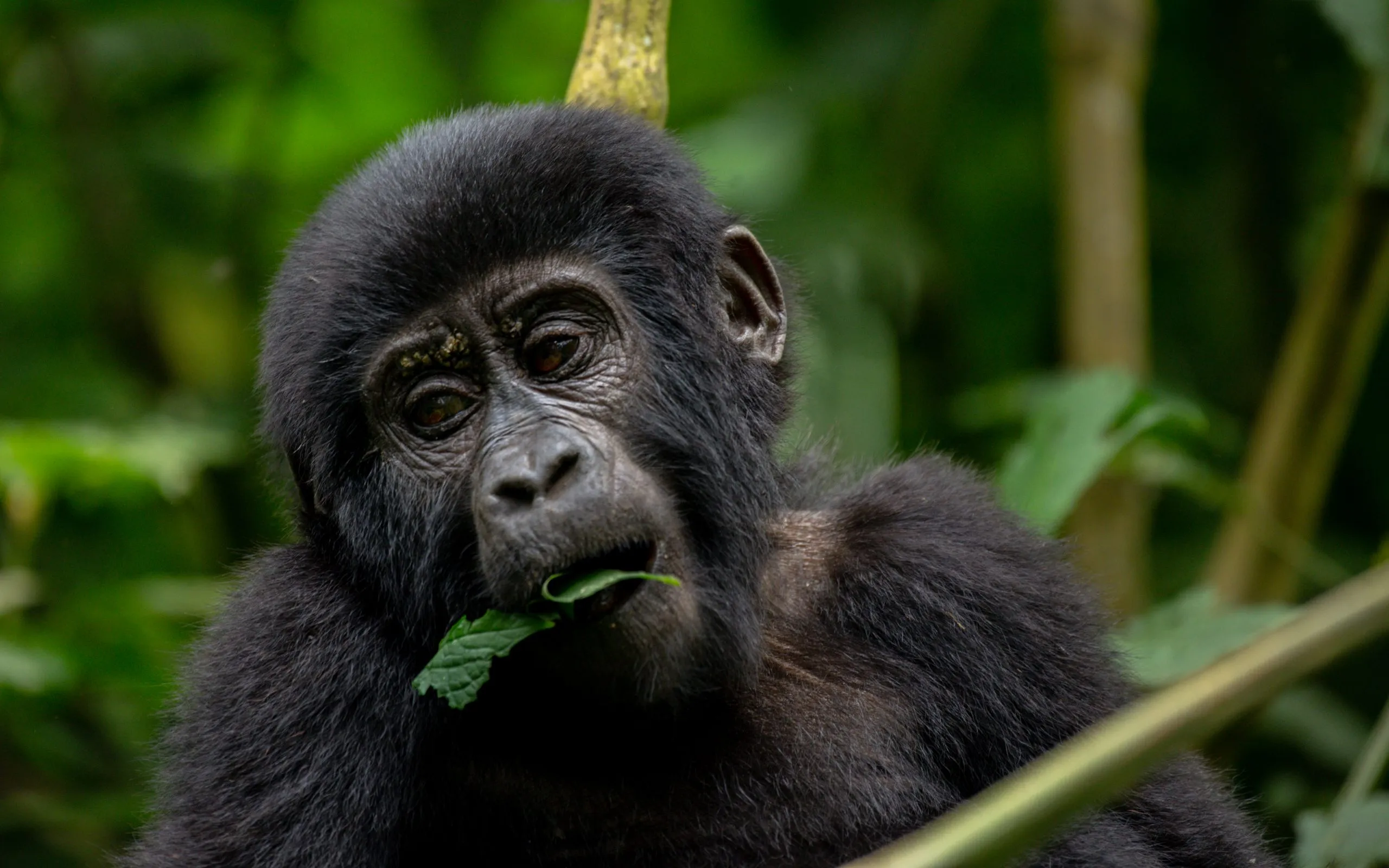 Frequently Asked Question About Gorilla Trekking Safaris 
