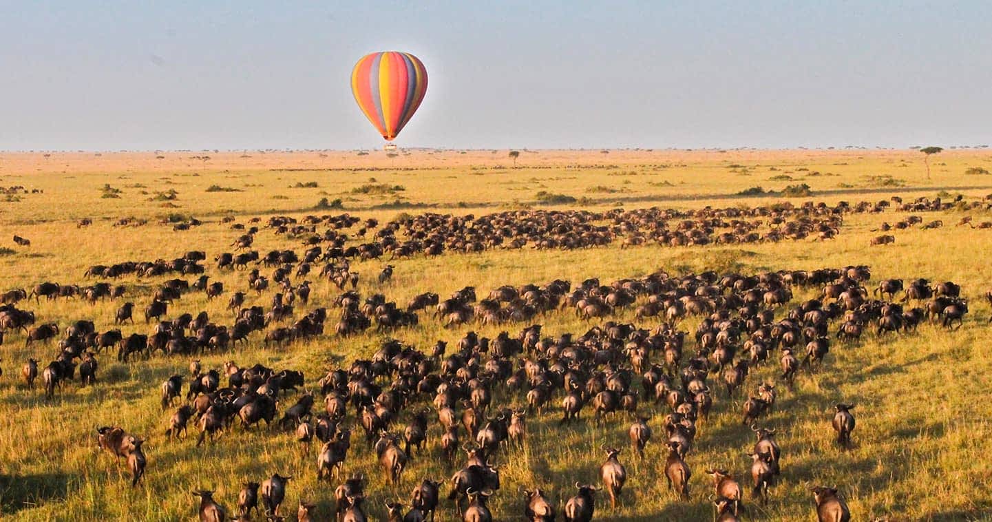 Top 8 Interesting Kenya Safaris Facts You Should Know